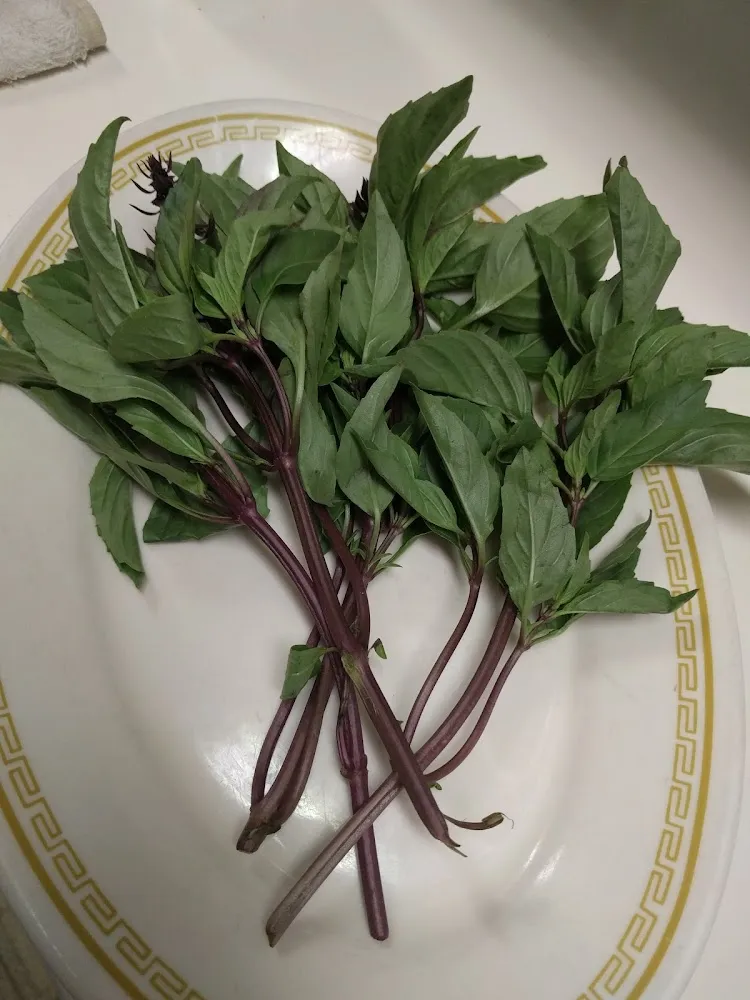 Thai Basil